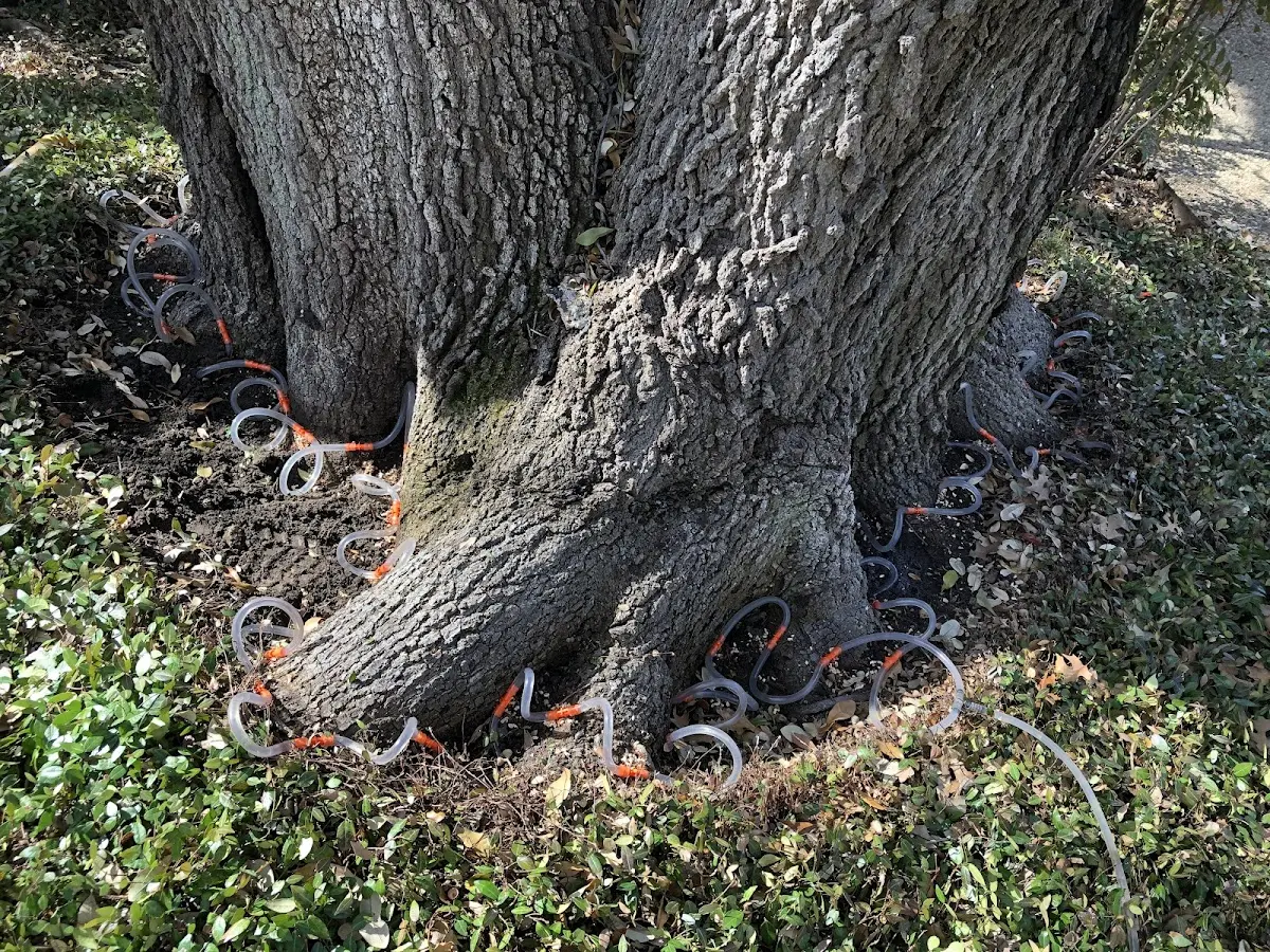 Detailed Tree Cabling and Bracing job site in Long Island