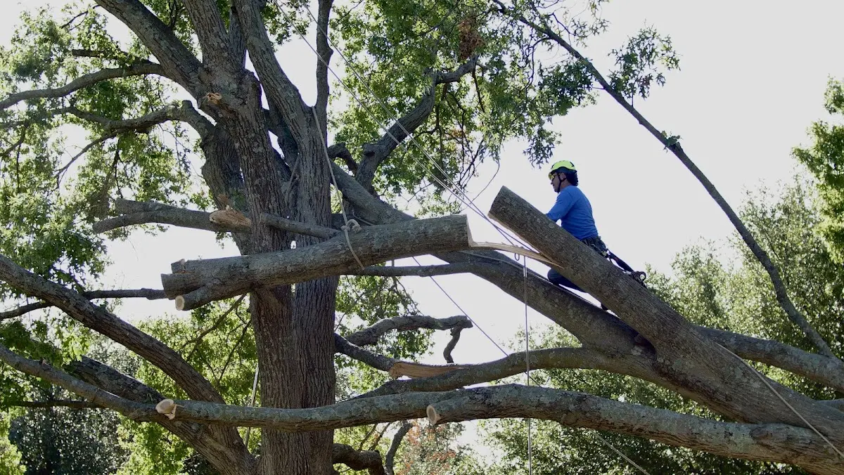 Professional Crown Thinning performed by certified arborists in Long Island