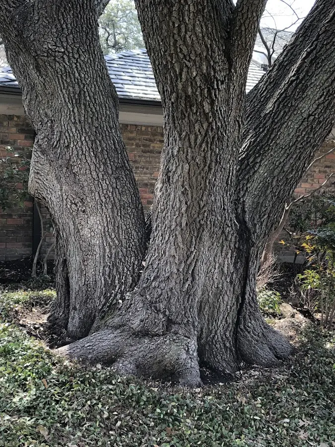 Mature heritage tree close to a Long Island property cared for by certified arborists